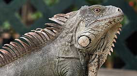 Bonaire