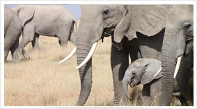 Kenya