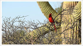 Tucson