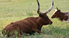 Oklahoma